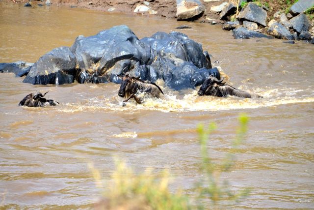 Alguns animais morrem na tentativa de atravessar o rio.