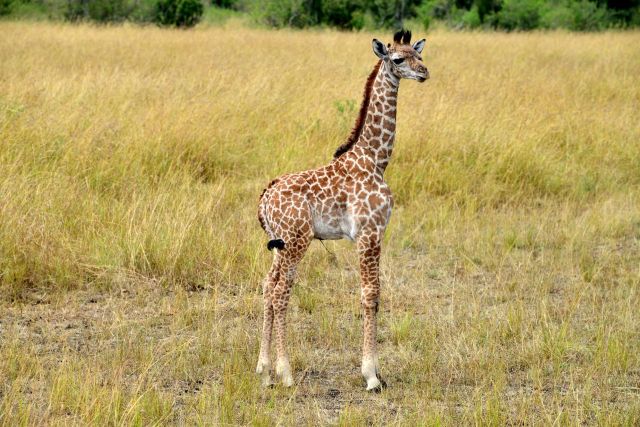Um lindo bebê girafa, ainda com umbigo.