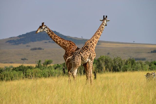 As girafas formam um belo espetáculo.