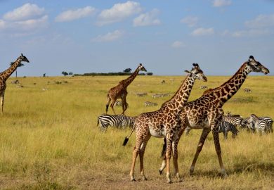 Um Safari perfeito na Reserva Masai Mara, no Quênia