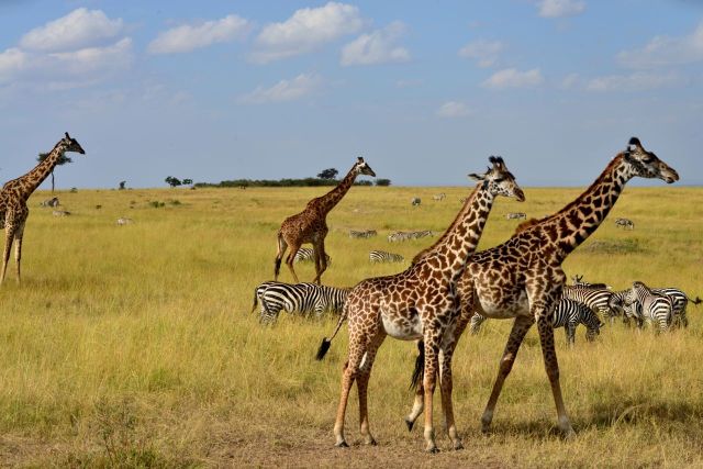 Girafas e zebras.