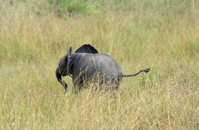 O bebê elefante correndo pela savana.