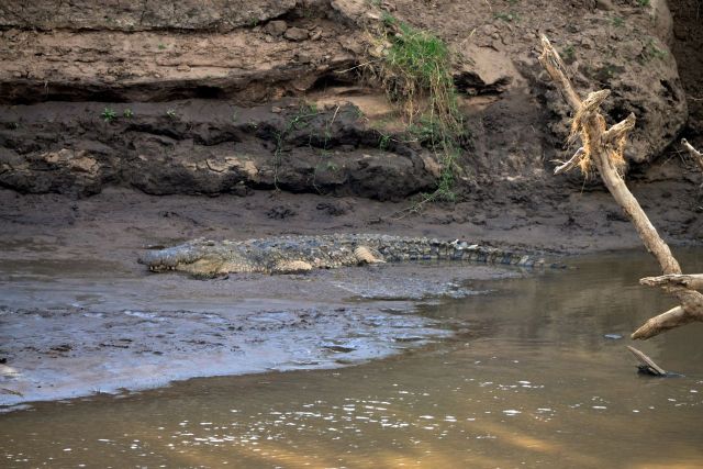 O crocodilo-do-nilo na beira do rio à espera da travessia dos gnus.