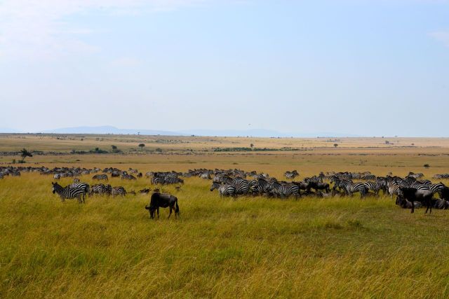 No caminho uma última espiada na savana.
