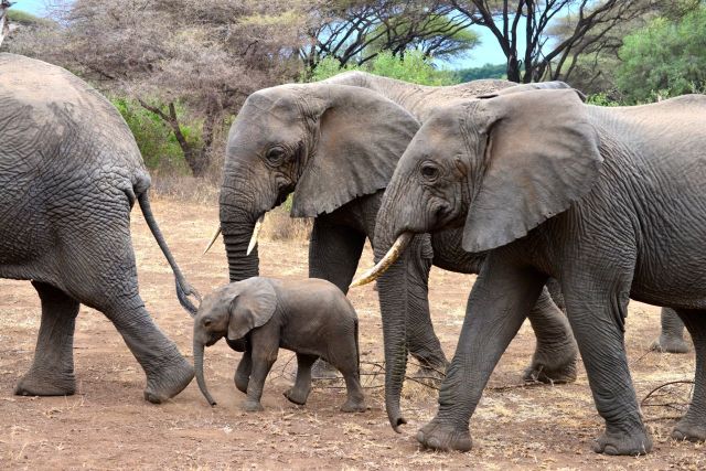 O pequeno elefante na Tanzânia.