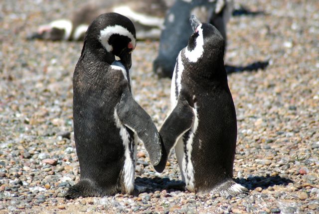 Os pinguins de magalhães na Terra do Fogo, no sul da Argentina.