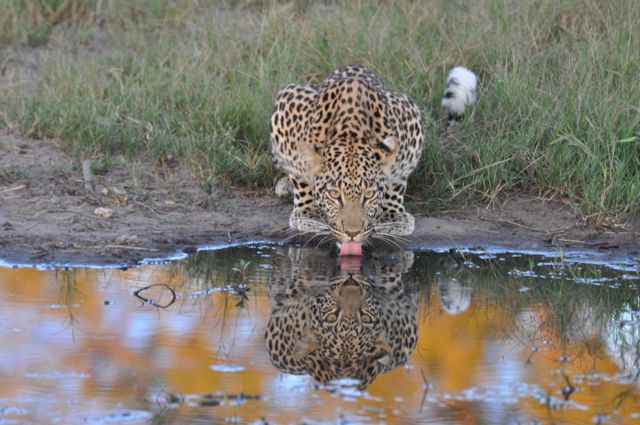 O livro passeia pelos cinco continentes.