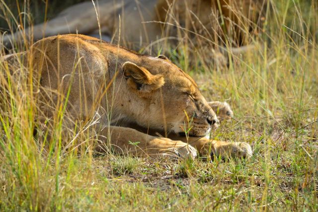 O Lago Manyara é uma excelente área para safaris fotográficos.