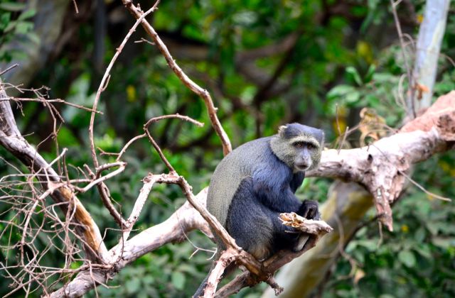 O macaco-do-peito-azul.