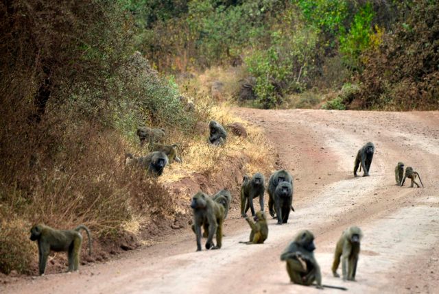 Grandes grupos de babuínos por toda a área do parque.