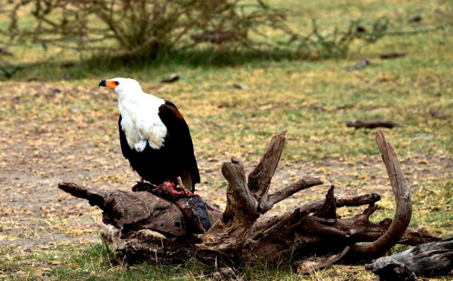 A bela águia-pescadora-africana.