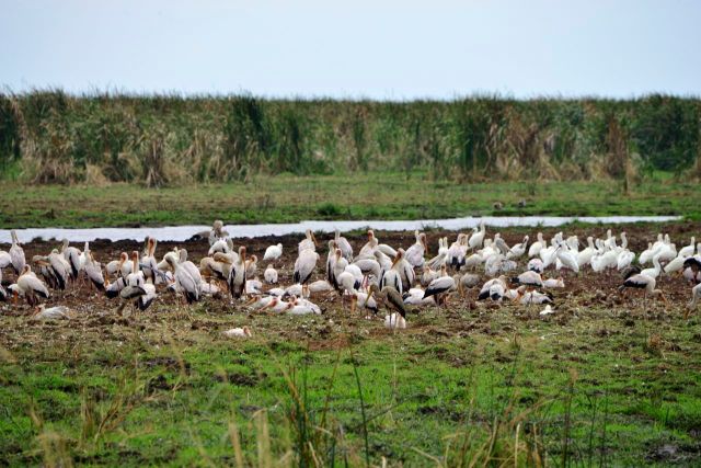 Os pelicanos na beira do Lago Manyara.