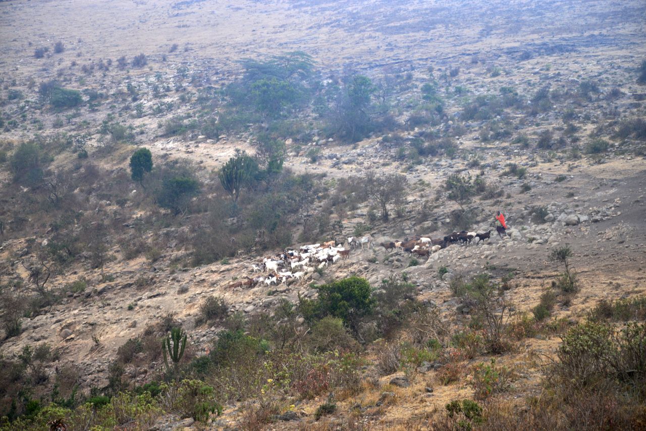 Os Masai levam os seus rebanhos para as pastagens no interior da Cratera.