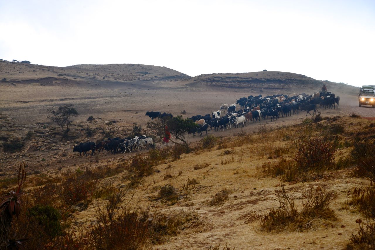 Os rebanhos dos Masai seguem para o interior da Cratera.