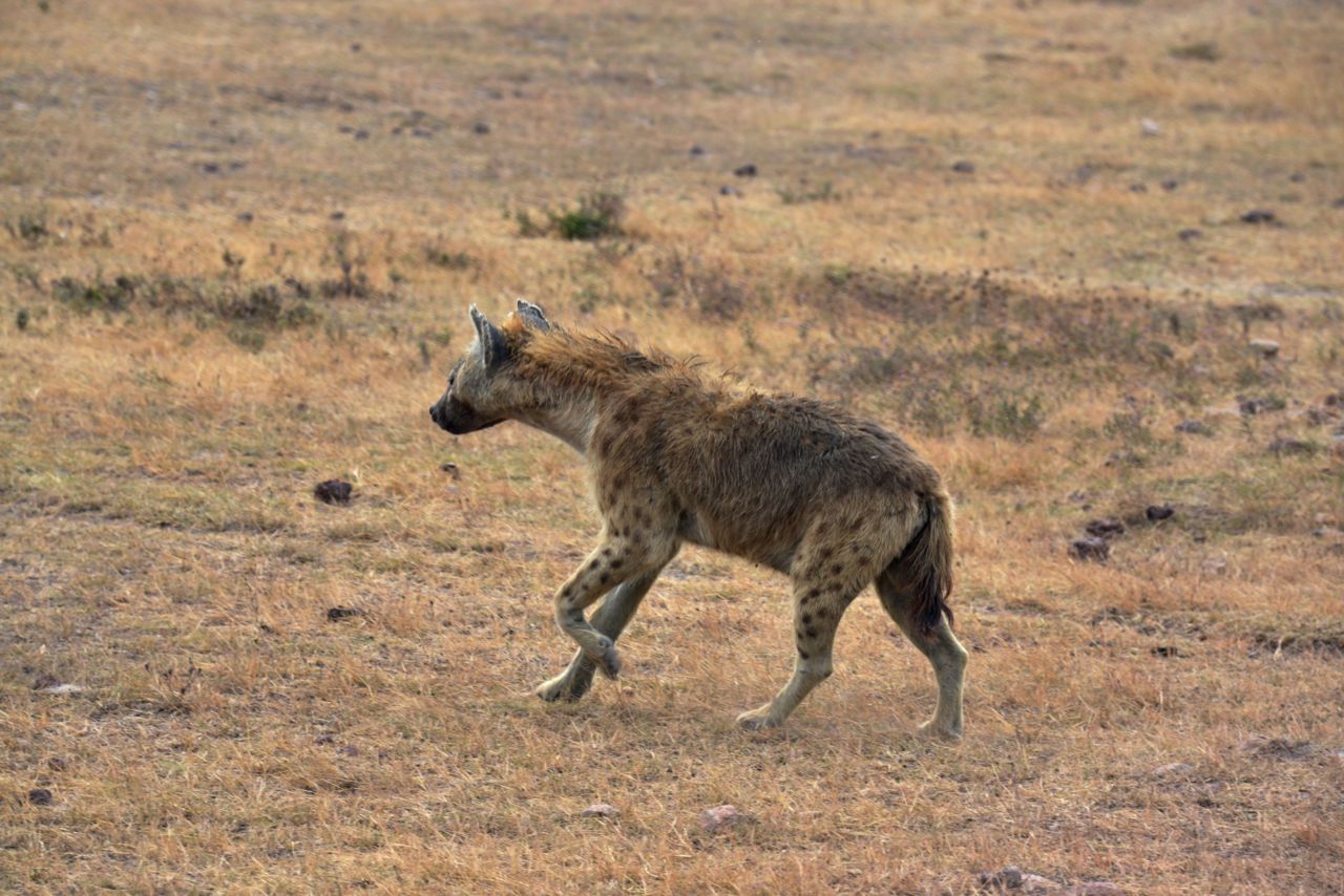 As hienas fêmeas são maiores e mais agressivas.
