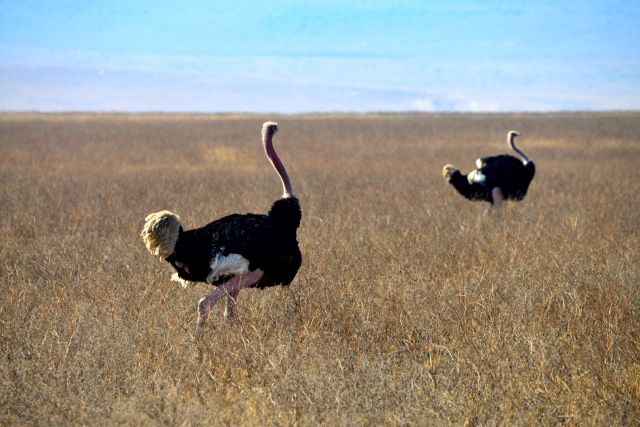 Avestruzes