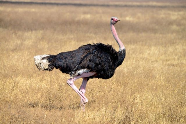 Avestruz no Ngorongoro.