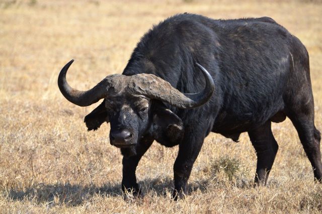 Um belo búfalo no Ngorongoro.