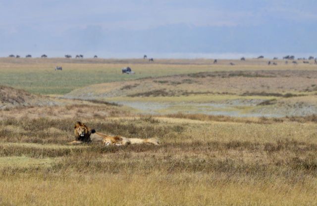 Os leões no caminho dos Masais