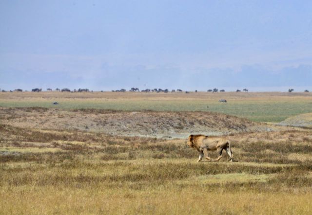 Os leões se afastaram quando perceberam a aproximação dos Masais.