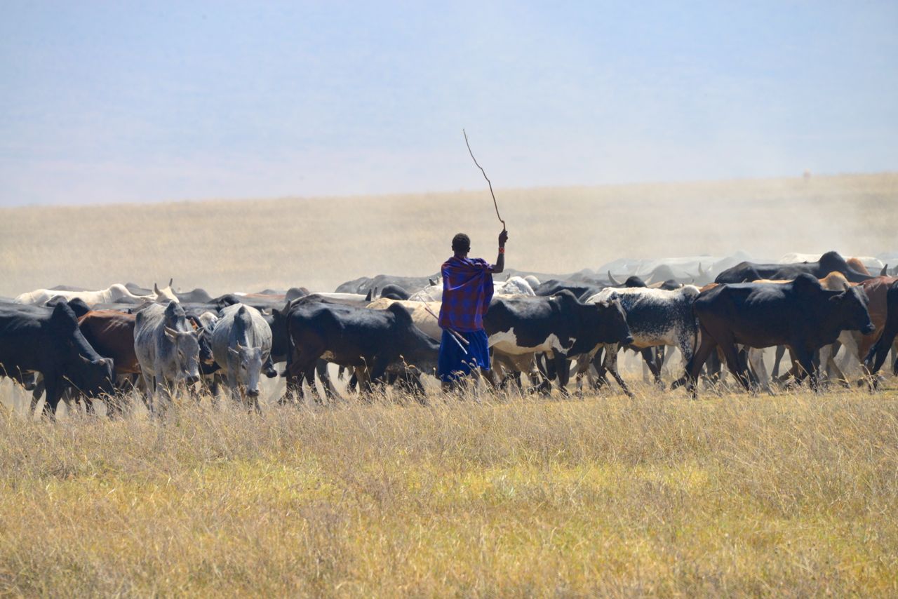 Os Masai conduzindo os seus animais.