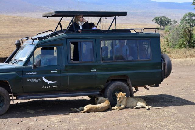 Os leões impediam a saída do carro.
