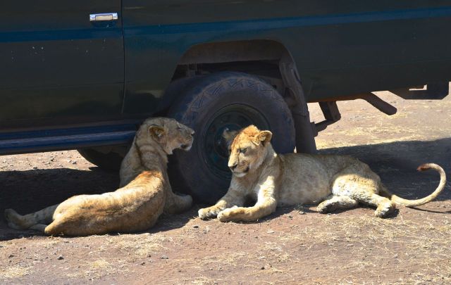 Os jovens leões na sombra do carro de safari.