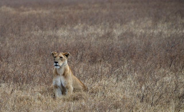 A bela leoa estava atenta aos filhotes.