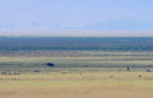 O rinoceronte estava muito distante.