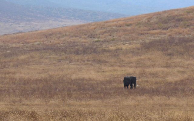 Um velho elefante macho e solteiro. 