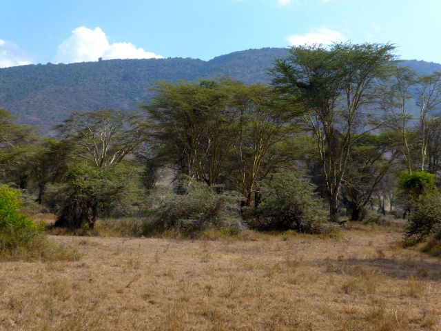 A floresta de acácias.