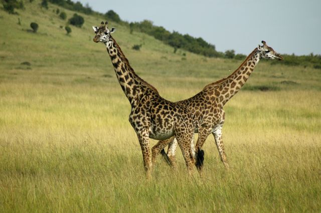 GIRAFAS.
