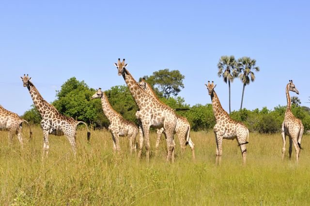 As girafas no Canal Savuti