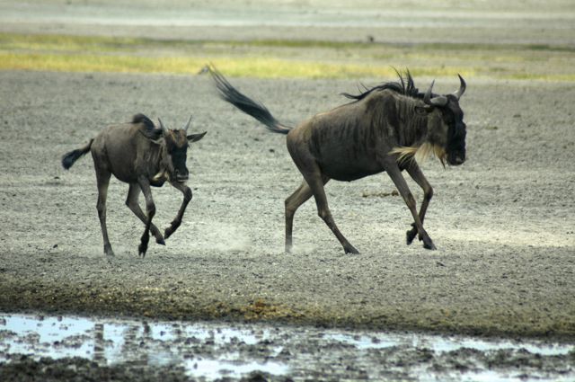 Os gnus fazem a Grande Migração.