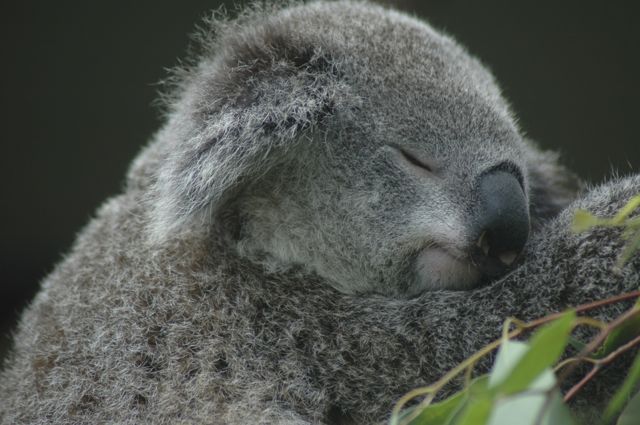 Coala.