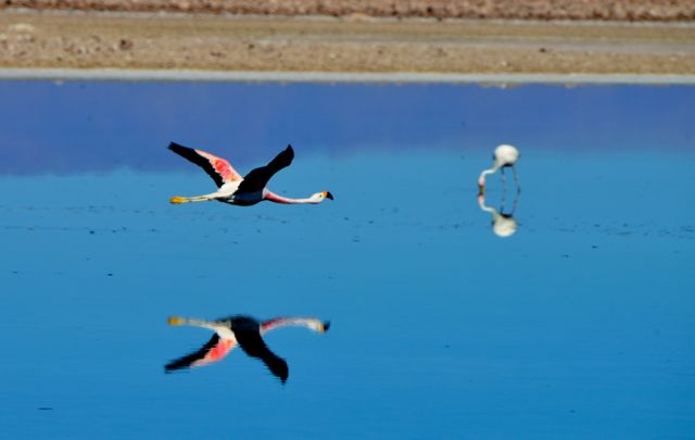 O voo do Flamingo Andino.