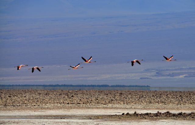 O voo dos flamingos no Atacama.