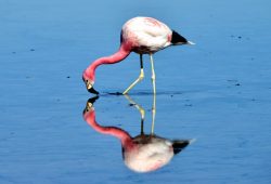 A Lagoa Chaxa e os flamingos do Atacama