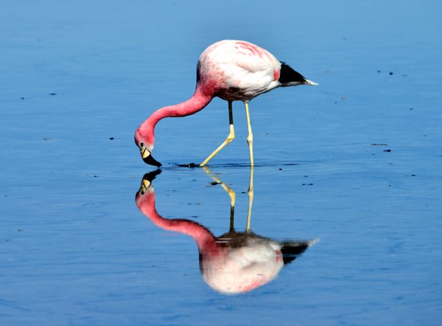 Flamingo na Lagoa Chaxa.