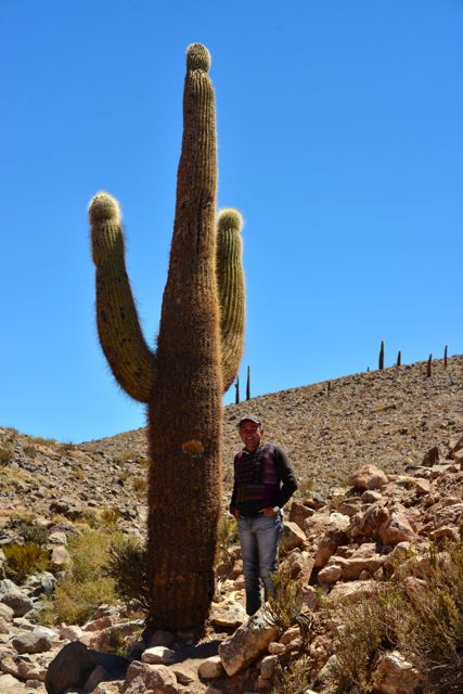 Cacto gigante do Atacama