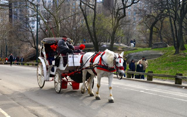 Passeio de charrete no Central Park.