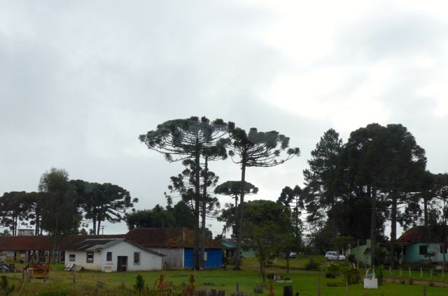A paisagem rural na estrada para Curitiba.