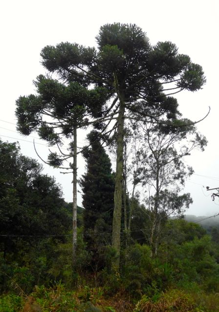A Araucária, o Pinheiro do Paraná