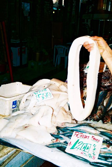 Anel de lula gigante.