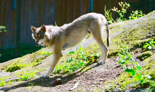 O jardim zoológico do Skansen é uma atração.