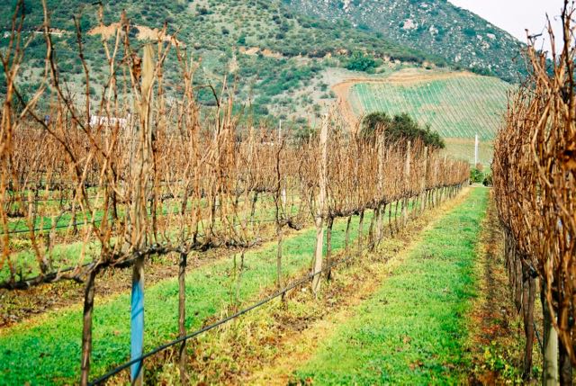 São muitas as vinícolas nos arredores de Santiago.