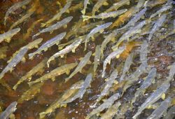 Ketchikan, a capital do salmão no Alasca