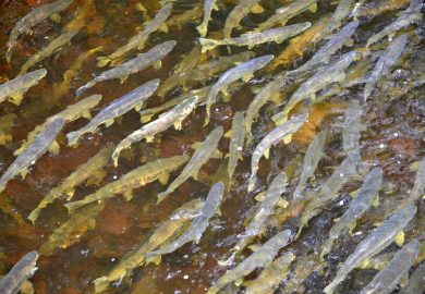 Ketchikan, a capital do salmão no Alasca