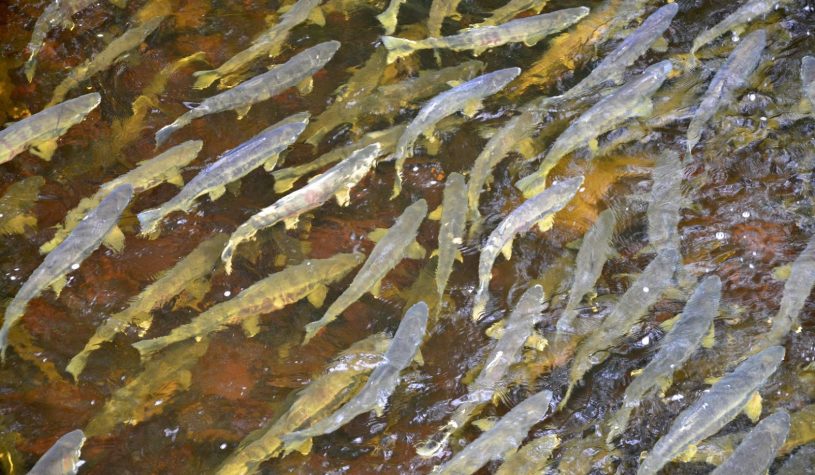 Ketchikan, a capital do salmão no Alasca