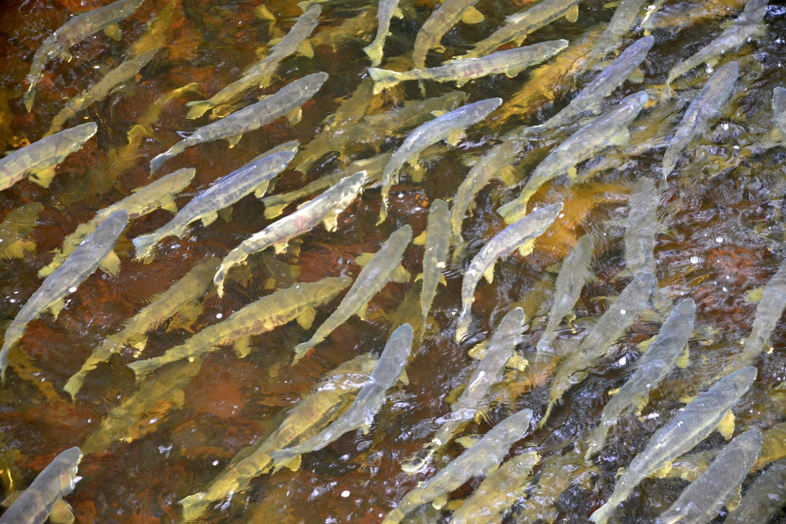 Ketchikan, a capital do salmão no Alasca